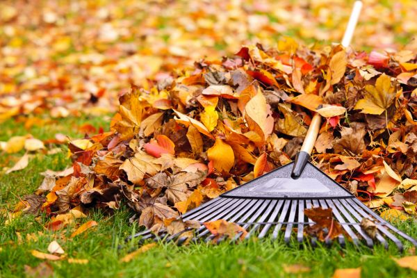 Cost of Leaves Removal in Petaluma