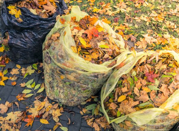 Cost of Yard Cleanup Service in Petaluma