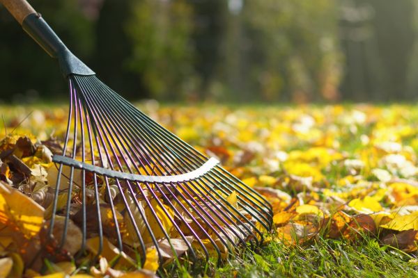 Cost of Leaf Raking Service in Petaluma