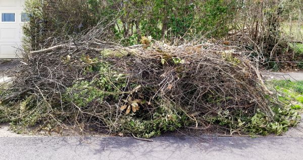 Cost of Tree Limb Cleanup in Petaluma