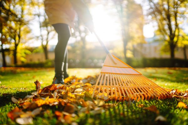 Cost of Leaves Raking in Petaluma