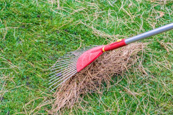 Cost of Yard Raking in Petaluma