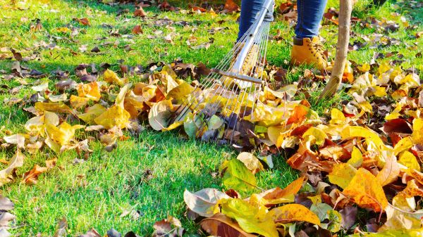 Cost of Autumn Leaf Removal in Petaluma