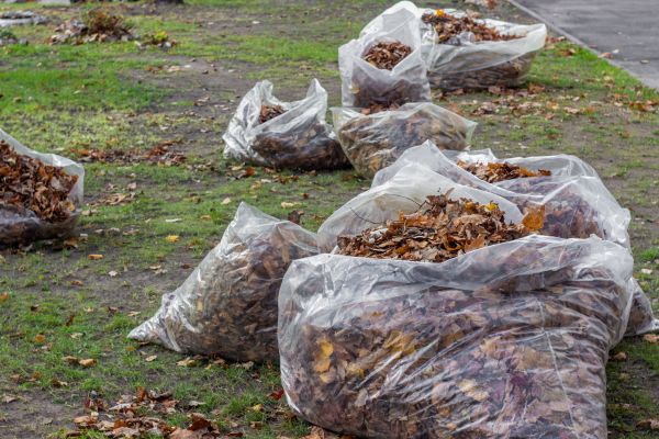 Cost of Leaf Pile Disposal in Petaluma